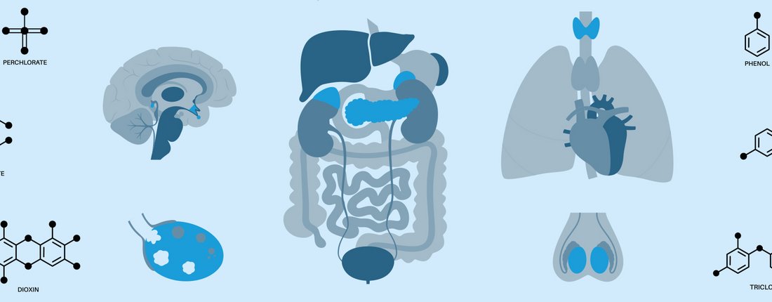 Akademie Fresenius Online-Training: How to identify Endocrine Disrupting Chemicals