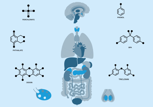 How to identify Endocrine Disrupting Chemicals Akademie Fresenius Training: How to identify Endocrine Disrupting Chemicals
